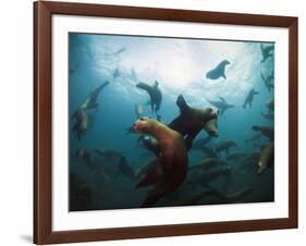 California Sea Lions  Swimming Underwater Off Anacapa Island.-Ian Shive-Framed Photographic Print