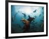 California Sea Lions  Swimming Underwater Off Anacapa Island.-Ian Shive-Framed Photographic Print