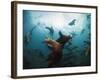 California Sea Lions  Swimming Underwater Off Anacapa Island.-Ian Shive-Framed Photographic Print