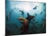 California Sea Lions  Swimming Underwater Off Anacapa Island.-Ian Shive-Mounted Photographic Print