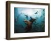 California Sea Lions  Swimming Underwater Off Anacapa Island.-Ian Shive-Framed Photographic Print