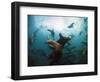 California Sea Lions  Swimming Underwater Off Anacapa Island.-Ian Shive-Framed Photographic Print