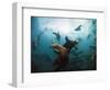 California Sea Lions  Swimming Underwater Off Anacapa Island.-Ian Shive-Framed Photographic Print