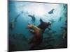 California Sea Lions  Swimming Underwater Off Anacapa Island.-Ian Shive-Mounted Photographic Print