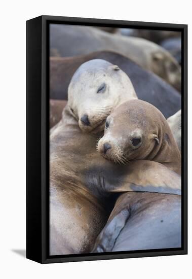 California sea lions two resting, Monterey Bay, California, USA-Suzi Eszterhas-Framed Stretched Canvas