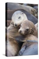 California sea lions two resting, Monterey Bay, California, USA-Suzi Eszterhas-Stretched Canvas