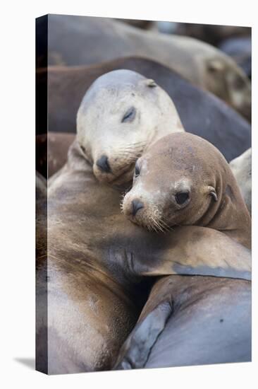 California sea lions two resting, Monterey Bay, California, USA-Suzi Eszterhas-Stretched Canvas