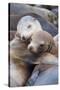 California sea lions two resting, Monterey Bay, California, USA-Suzi Eszterhas-Stretched Canvas