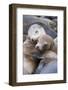 California sea lions two resting, Monterey Bay, California, USA-Suzi Eszterhas-Framed Photographic Print