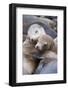 California sea lions two resting, Monterey Bay, California, USA-Suzi Eszterhas-Framed Photographic Print