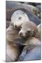 California sea lions two resting, Monterey Bay, California, USA-Suzi Eszterhas-Mounted Photographic Print