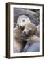 California sea lions two resting, Monterey Bay, California, USA-Suzi Eszterhas-Framed Photographic Print