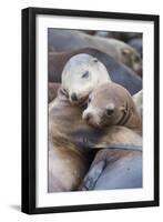 California sea lions two resting, Monterey Bay, California, USA-Suzi Eszterhas-Framed Photographic Print