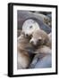 California sea lions two resting, Monterey Bay, California, USA-Suzi Eszterhas-Framed Photographic Print