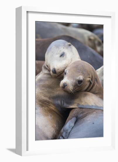 California sea lions two resting, Monterey Bay, California, USA-Suzi Eszterhas-Framed Photographic Print