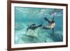 California Sea Lions (Zalophus Californianus), Playing Underwater at Los Islotes-Michael Nolan-Framed Photographic Print