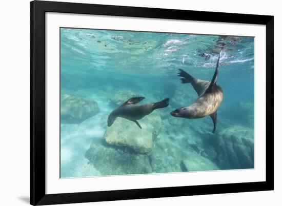 California Sea Lions (Zalophus Californianus), Playing Underwater at Los Islotes-Michael Nolan-Framed Photographic Print