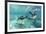 California Sea Lions (Zalophus Californianus), Playing Underwater at Los Islotes-Michael Nolan-Framed Photographic Print