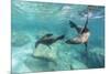 California Sea Lions (Zalophus Californianus), Playing Underwater at Los Islotes-Michael Nolan-Mounted Photographic Print