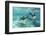 California Sea Lions (Zalophus Californianus), Playing Underwater at Los Islotes-Michael Nolan-Framed Photographic Print