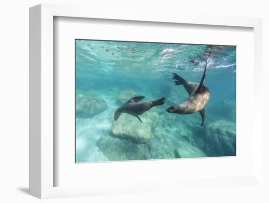 California Sea Lions (Zalophus Californianus), Playing Underwater at Los Islotes-Michael Nolan-Framed Photographic Print