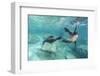 California Sea Lions (Zalophus Californianus), Playing Underwater at Los Islotes-Michael Nolan-Framed Photographic Print