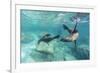 California Sea Lions (Zalophus Californianus), Playing Underwater at Los Islotes-Michael Nolan-Framed Premium Photographic Print