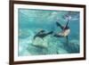 California Sea Lions (Zalophus Californianus), Playing Underwater at Los Islotes-Michael Nolan-Framed Premium Photographic Print