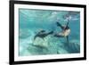 California Sea Lions (Zalophus Californianus), Playing Underwater at Los Islotes-Michael Nolan-Framed Premium Photographic Print