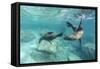 California Sea Lions (Zalophus Californianus), Playing Underwater at Los Islotes-Michael Nolan-Framed Stretched Canvas