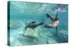 California Sea Lions (Zalophus Californianus), Playing Underwater at Los Islotes-Michael Nolan-Stretched Canvas