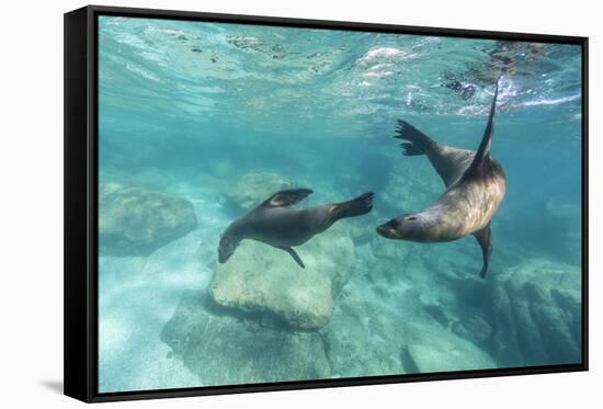 California Sea Lions (Zalophus Californianus), Playing Underwater at Los Islotes-Michael Nolan-Framed Stretched Canvas