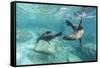 California Sea Lions (Zalophus Californianus), Playing Underwater at Los Islotes-Michael Nolan-Framed Stretched Canvas