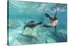 California Sea Lions (Zalophus Californianus), Playing Underwater at Los Islotes-Michael Nolan-Stretched Canvas