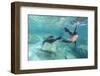 California Sea Lions (Zalophus Californianus), Playing Underwater at Los Islotes-Michael Nolan-Framed Premium Photographic Print