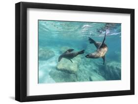 California Sea Lions (Zalophus Californianus), Playing Underwater at Los Islotes-Michael Nolan-Framed Premium Photographic Print