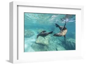 California Sea Lions (Zalophus Californianus), Playing Underwater at Los Islotes-Michael Nolan-Framed Premium Photographic Print