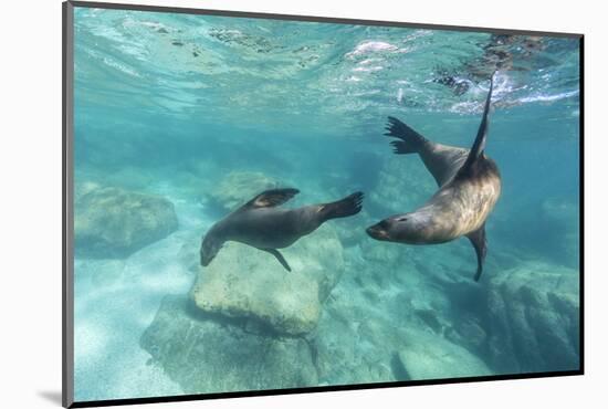 California Sea Lions (Zalophus Californianus), Playing Underwater at Los Islotes-Michael Nolan-Mounted Premium Photographic Print