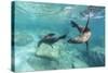 California Sea Lions (Zalophus Californianus), Playing Underwater at Los Islotes-Michael Nolan-Stretched Canvas