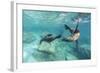 California Sea Lions (Zalophus Californianus), Playing Underwater at Los Islotes-Michael Nolan-Framed Photographic Print