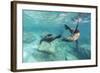 California Sea Lions (Zalophus Californianus), Playing Underwater at Los Islotes-Michael Nolan-Framed Photographic Print