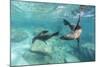 California Sea Lions (Zalophus Californianus), Playing Underwater at Los Islotes-Michael Nolan-Mounted Photographic Print