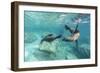 California Sea Lions (Zalophus Californianus), Playing Underwater at Los Islotes-Michael Nolan-Framed Photographic Print