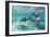 California Sea Lions (Zalophus Californianus), Playing Underwater at Los Islotes-Michael Nolan-Framed Photographic Print