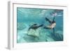 California Sea Lions (Zalophus Californianus), Playing Underwater at Los Islotes-Michael Nolan-Framed Photographic Print