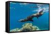 California Sea Lions (Zalophus Californianus) Underwater at Los Islotes-Michael Nolan-Framed Stretched Canvas