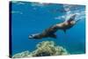 California Sea Lions (Zalophus Californianus) Underwater at Los Islotes-Michael Nolan-Stretched Canvas