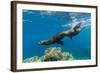 California Sea Lions (Zalophus Californianus) Underwater at Los Islotes-Michael Nolan-Framed Photographic Print