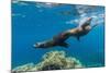 California Sea Lions (Zalophus Californianus) Underwater at Los Islotes-Michael Nolan-Mounted Photographic Print