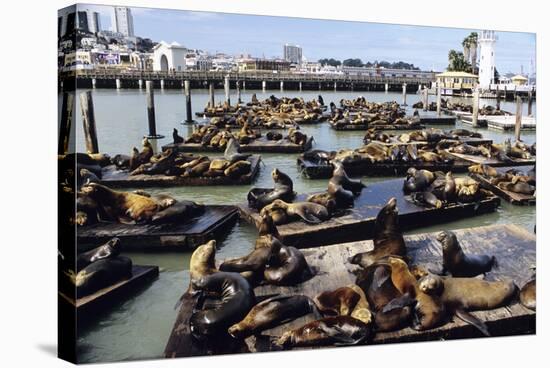 California Sea Lions-Alan Sirulnikoff-Stretched Canvas